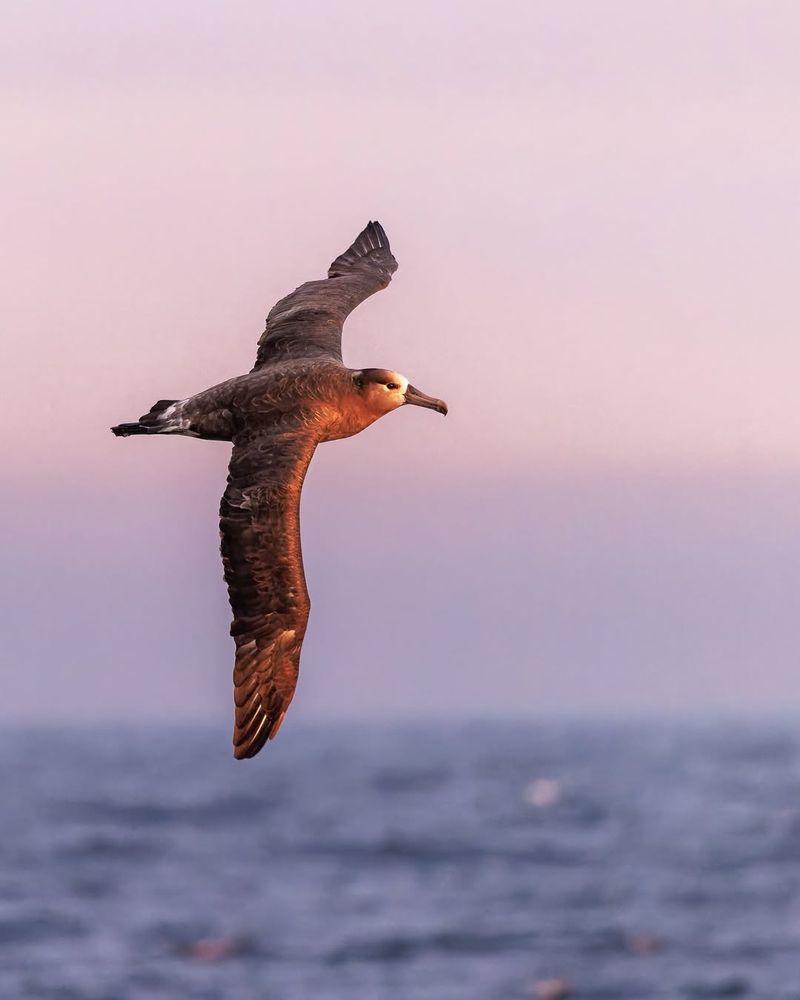 Black-Footed Albatross