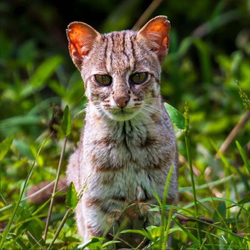 Rusty-Spotted Cat