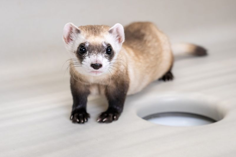Black-Footed Ferret