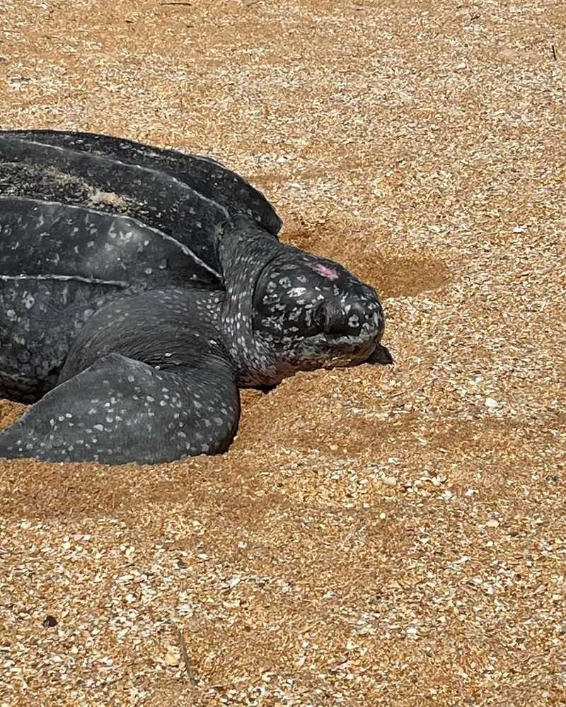 Black Sea Turtle