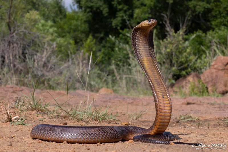 Cape Cobra