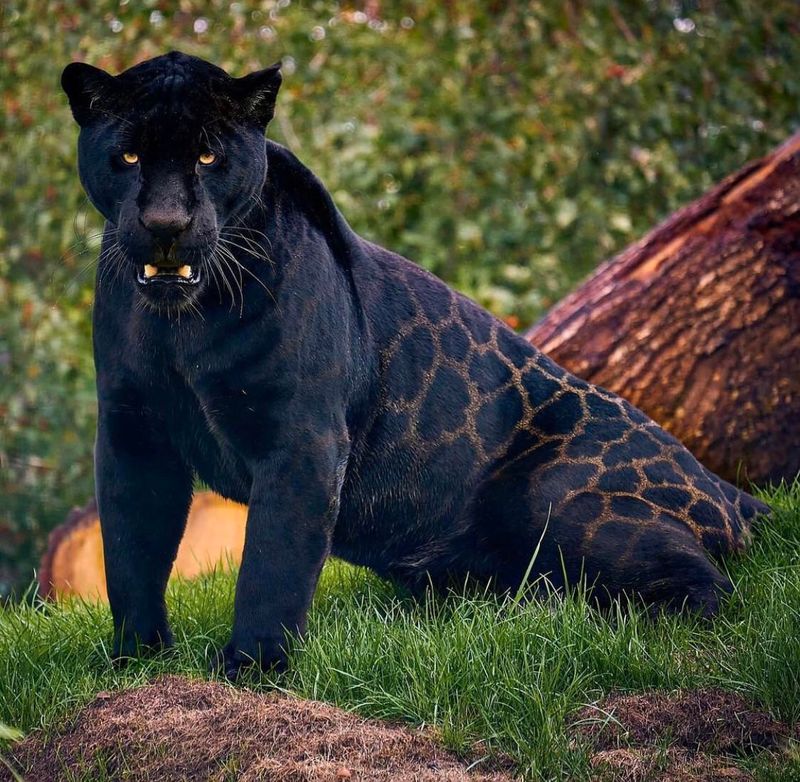 Black Jaguar