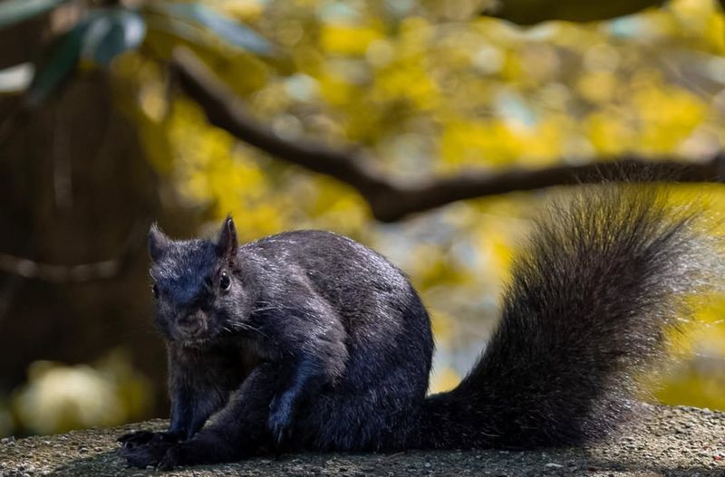 Black Squirrel