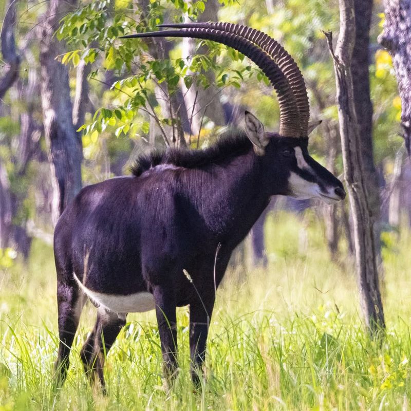 Black Roan Antelope