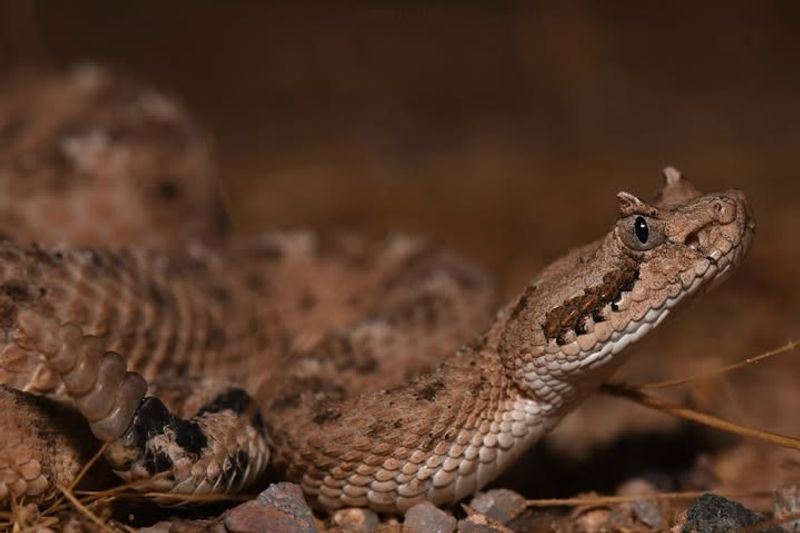 Sidewinder Rattlesnake