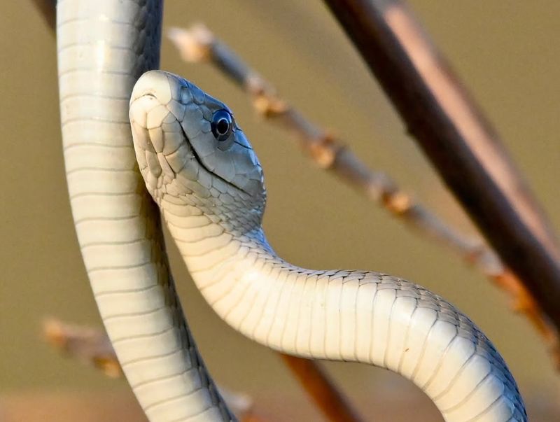 Black Mamba