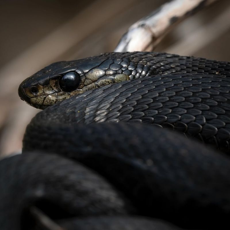 Black Rat Snake