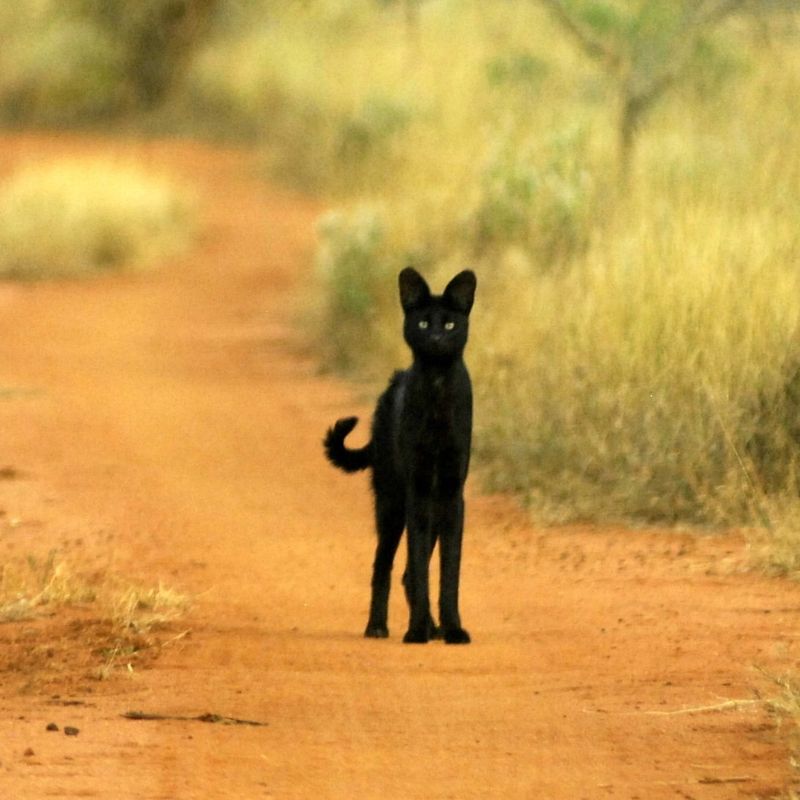 Black Serval