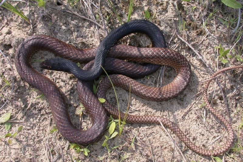 Top 9 Black Snakes In Texas (One Is Venomous!) - Animalko