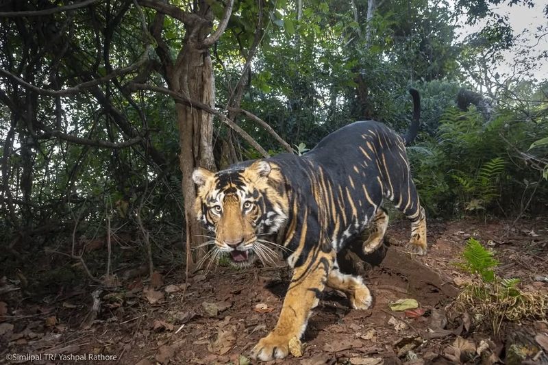 Melanistic Tiger