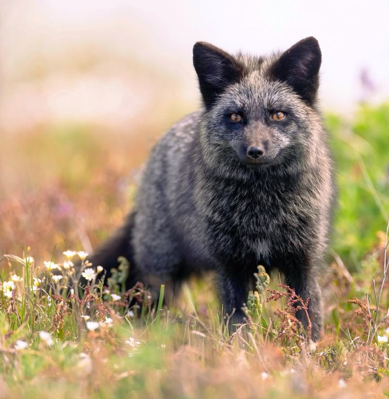 Black Fox