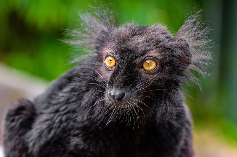 Black Lemur