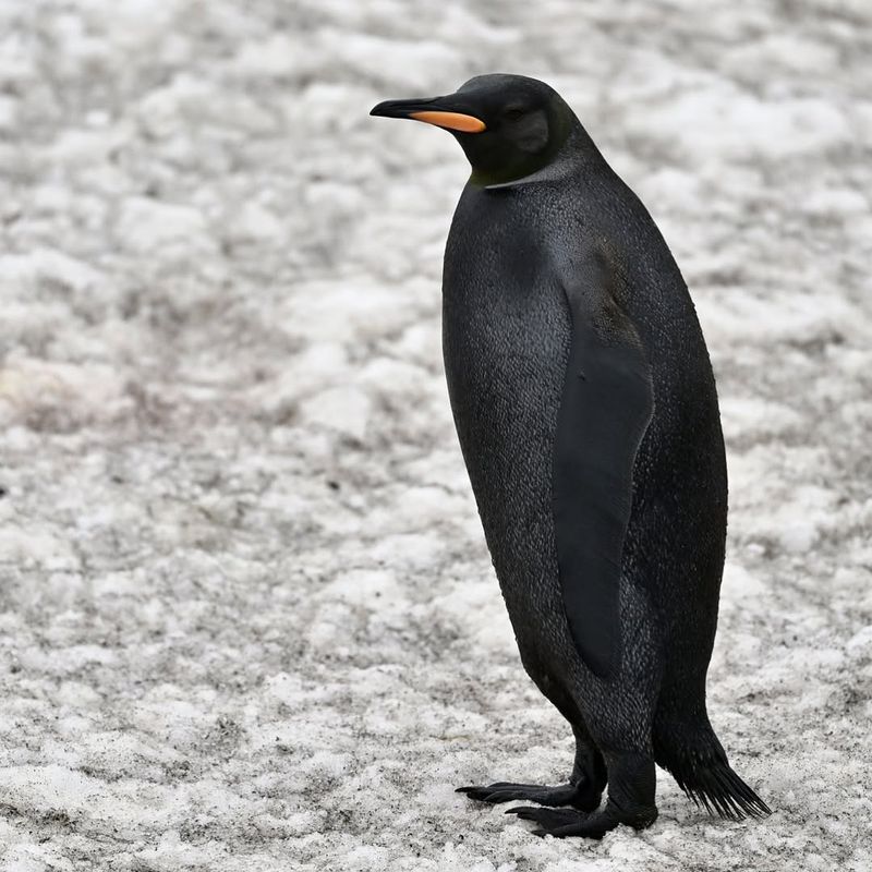 Black Penguin