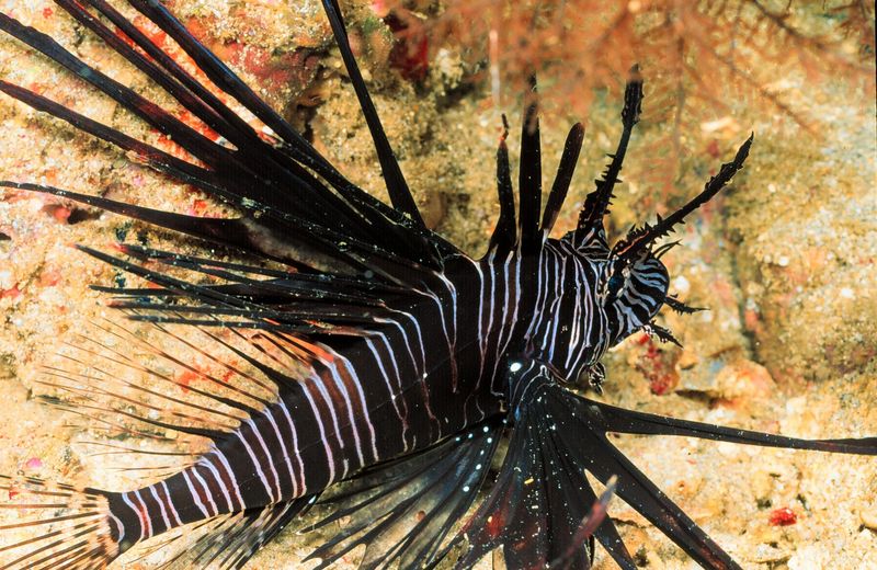 Black Lionfish