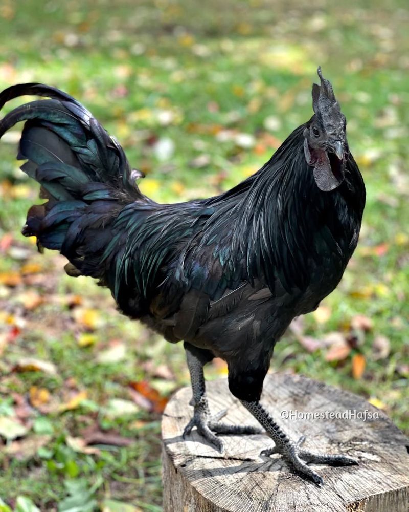 Black Rooster