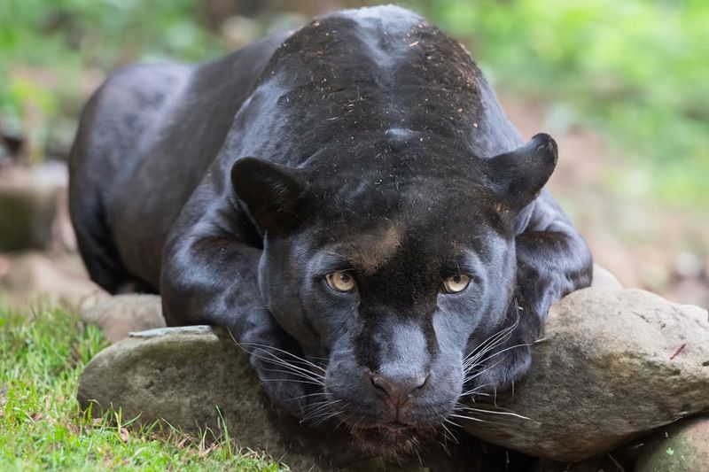 Black Jaguar