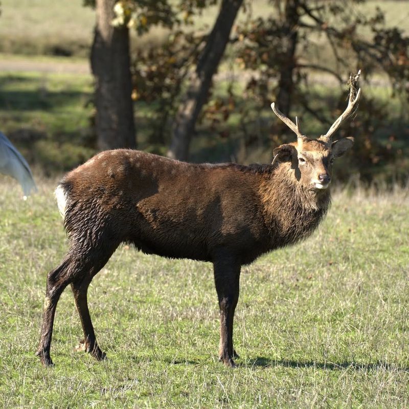 Sika Deer