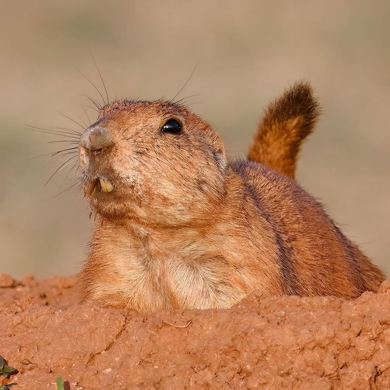 Black-Tailed Prairie Dog