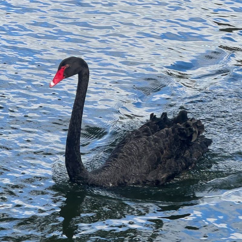 Black Swan