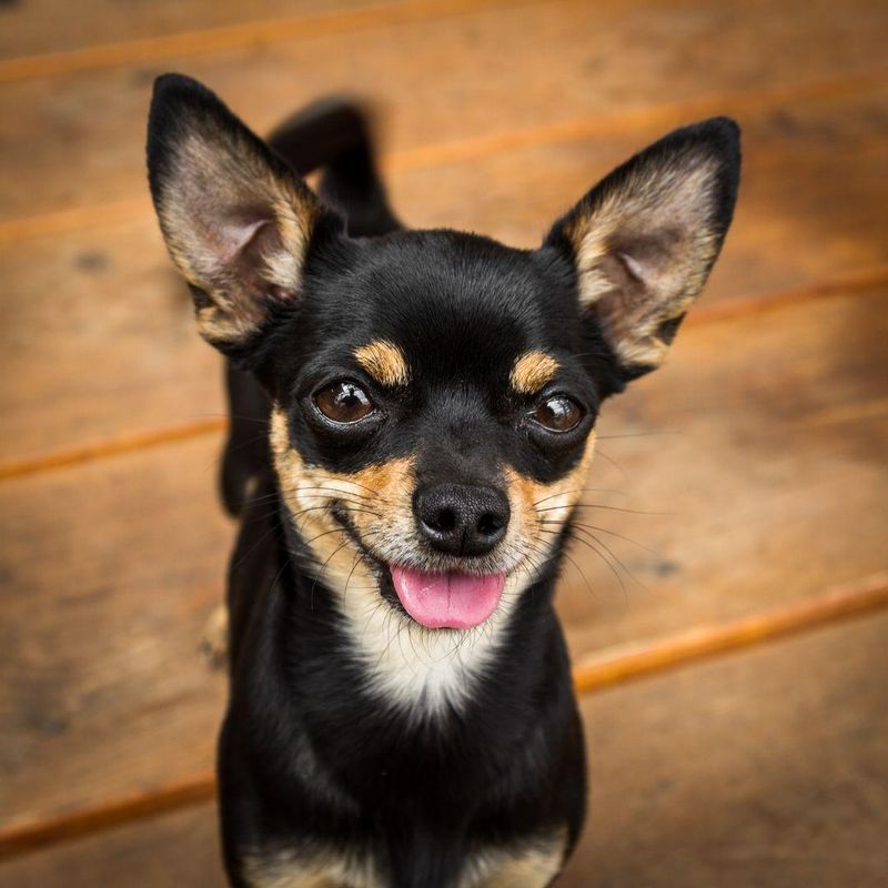 Black & Tan