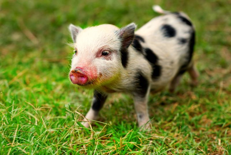 Black-and-White Teacup Pig