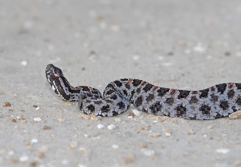 Pigmy Rattlesnake