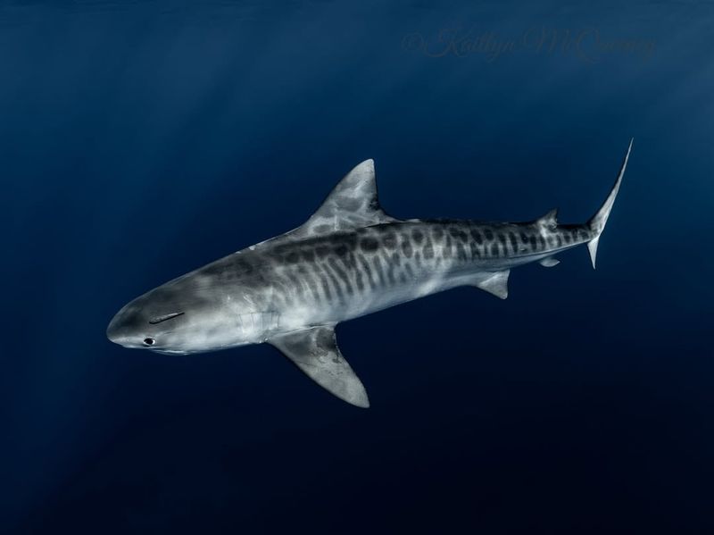 Tiger Shark