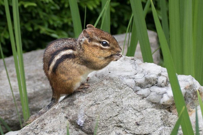 Eastern Chipmunk