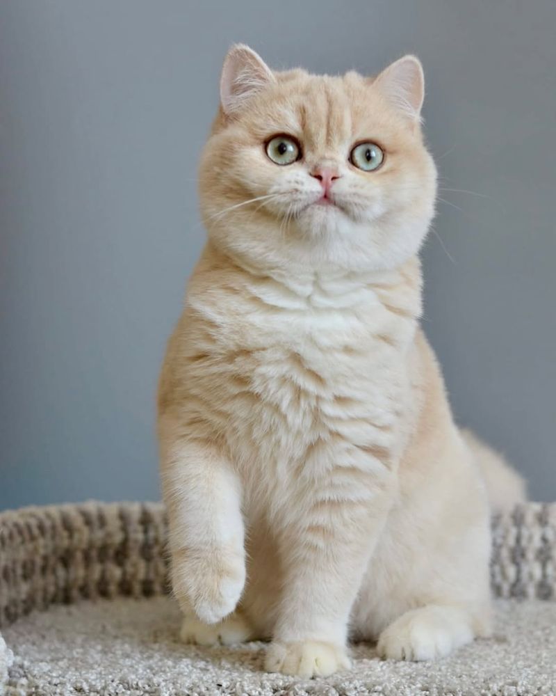 Blonde British Shorthair