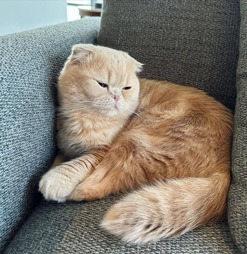 Blonde Scottish Fold