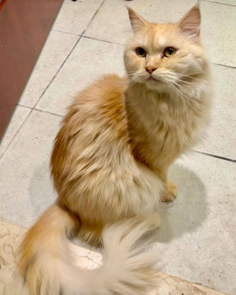 Blonde Turkish Angora