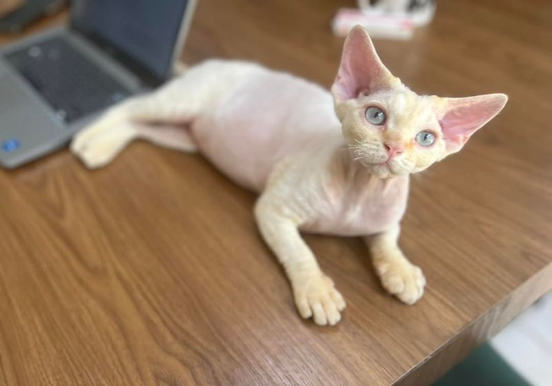 Blonde Devon Rex