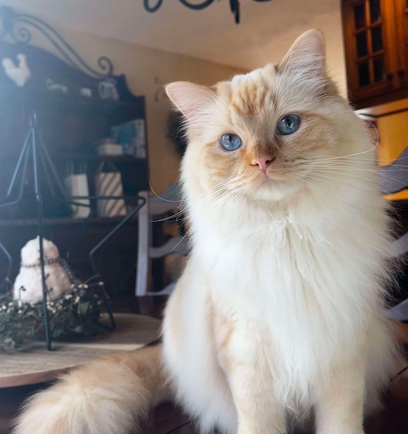 Blonde Ragdoll