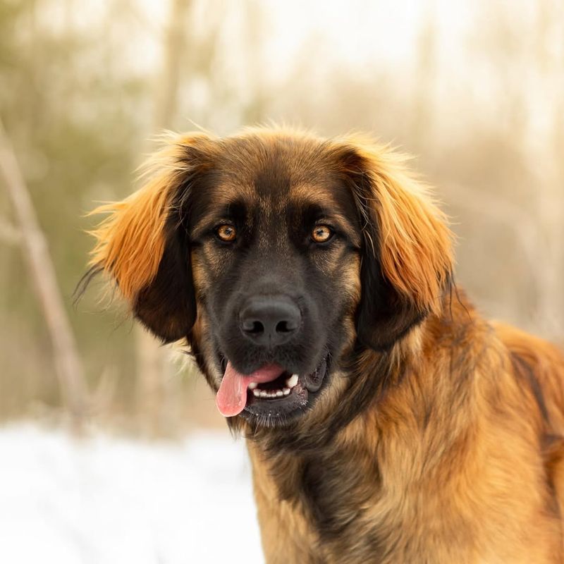 Leonberger