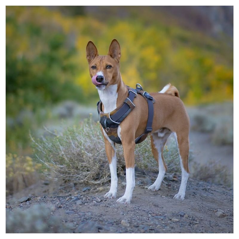 Basenji