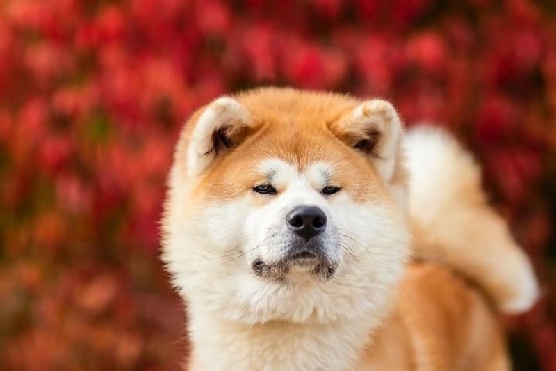 Akita