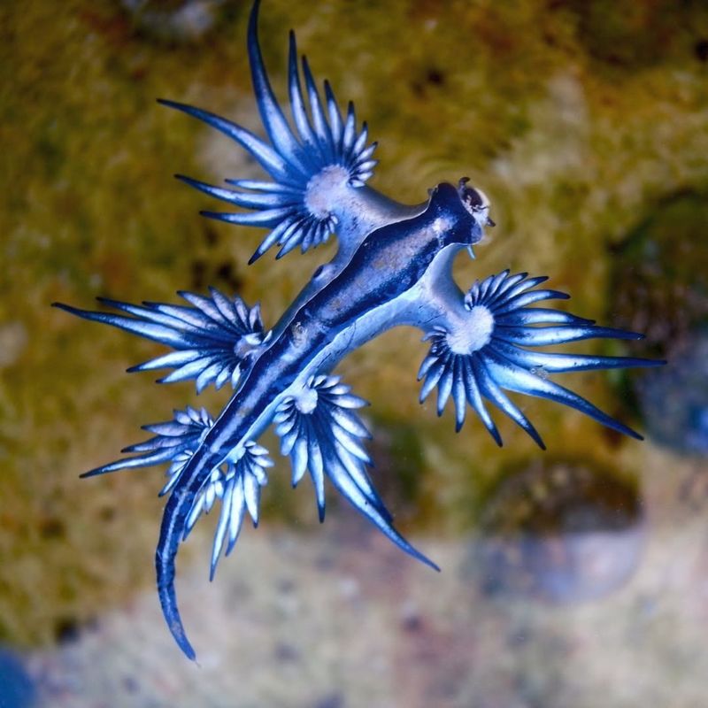 Blue Dragon (Glaucus Atlanticus)