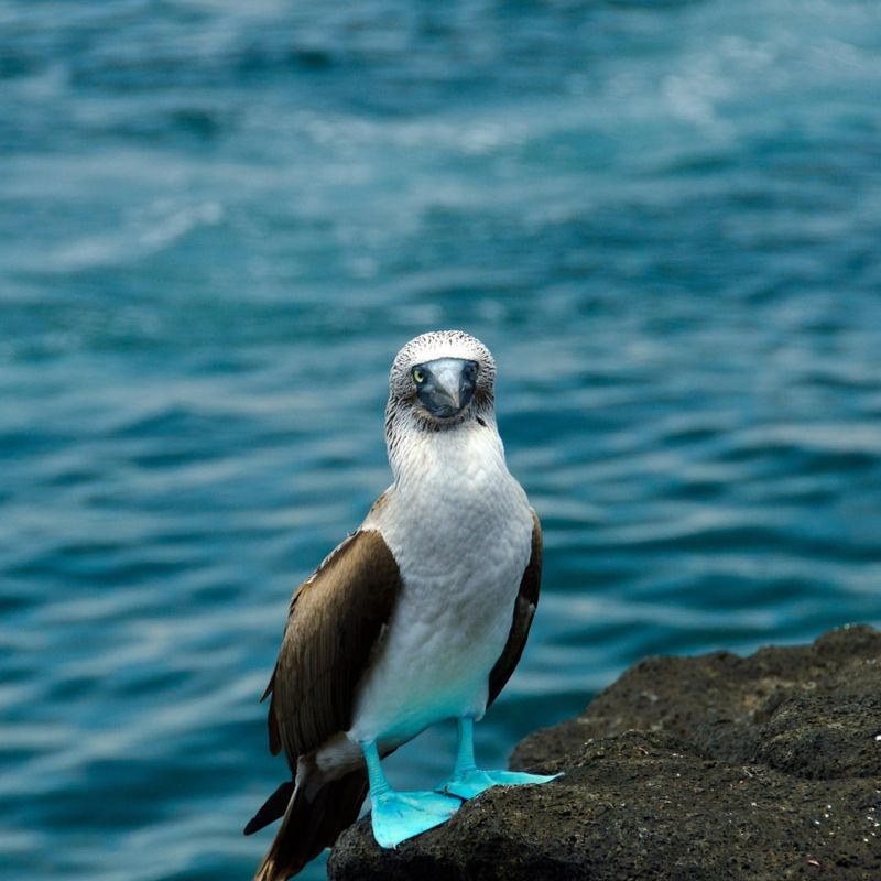 Blue-Footed Booby