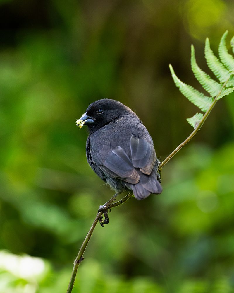 Darwin’s Finch