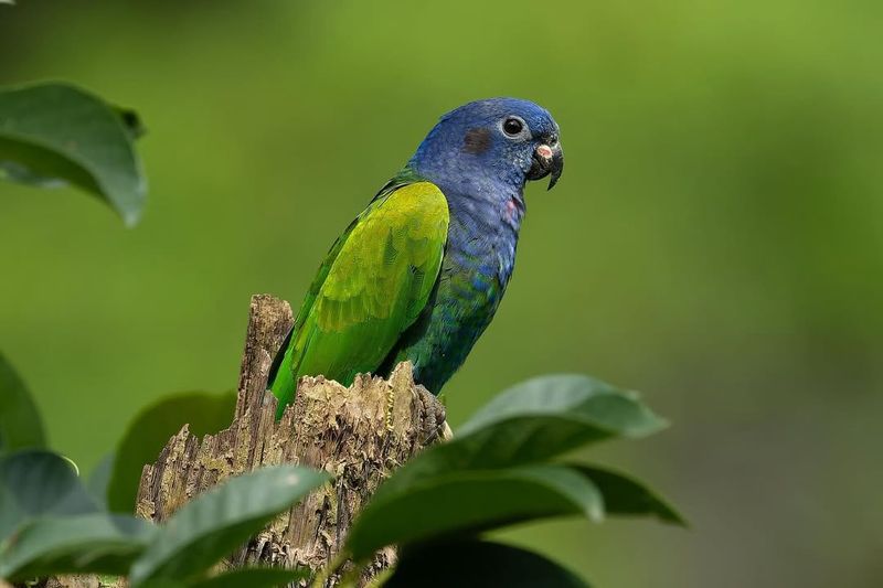 Blue-Headed Pionus