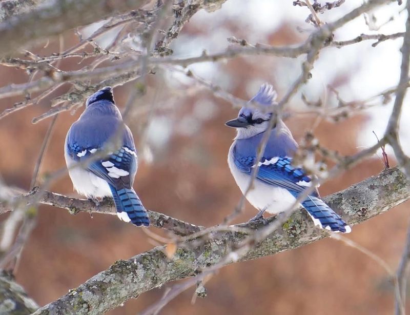 Which States In The US Have The Highest Blue Jay Populations?