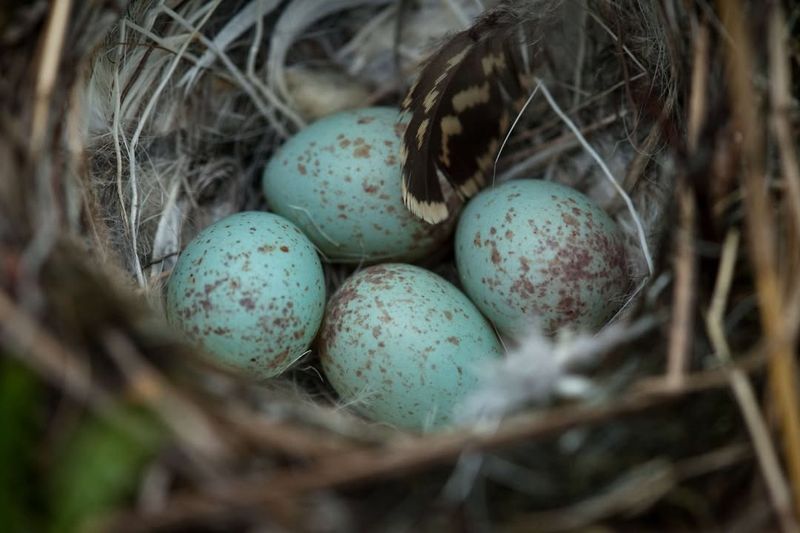 Blue Jay Eggs