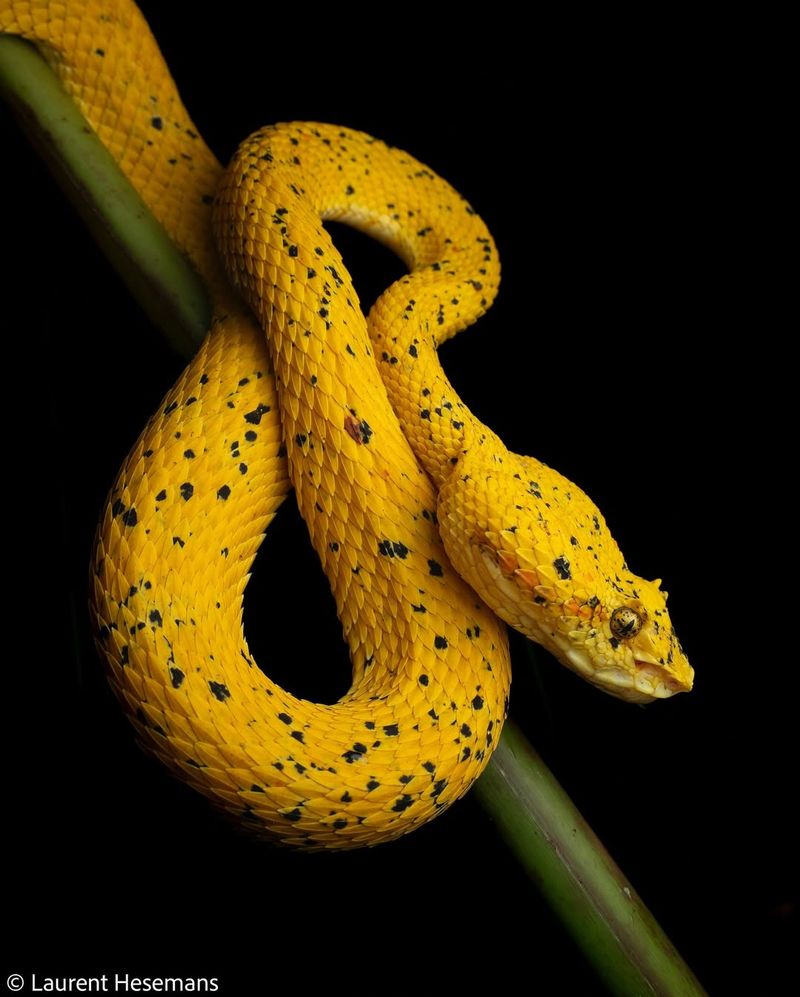 Eyelash Viper