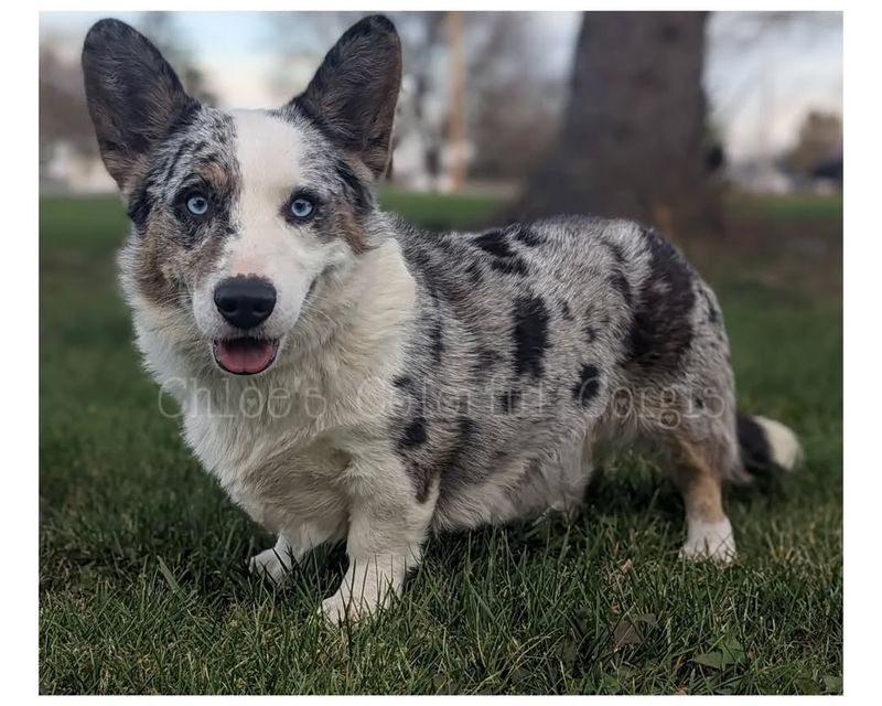 Blue Merle
