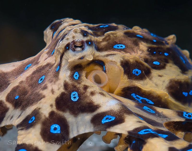 Blue-Ringed Octopus
