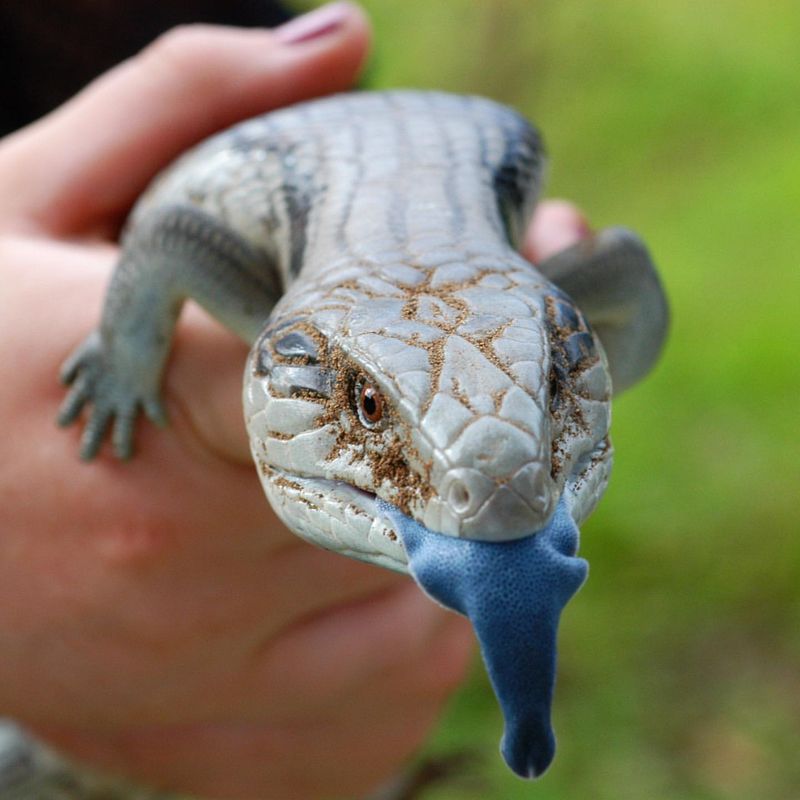 Blue Tongue Skink