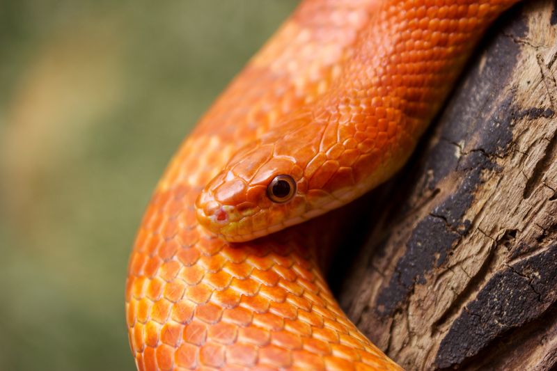 Corn Snake