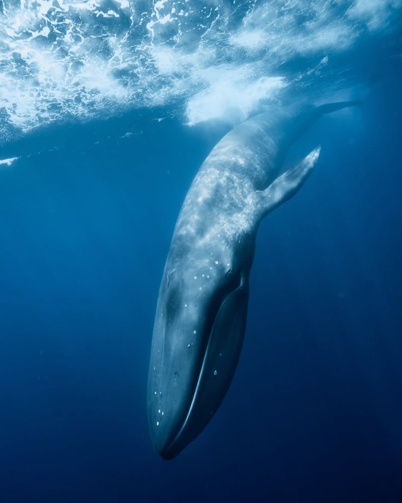 Blue Whale