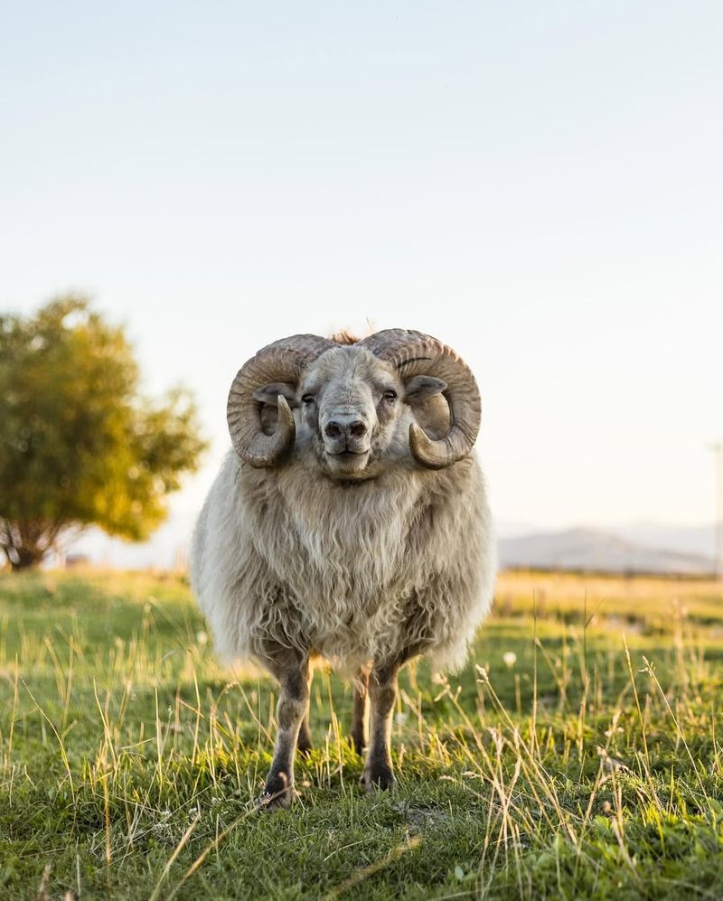 Icelandic Sheep