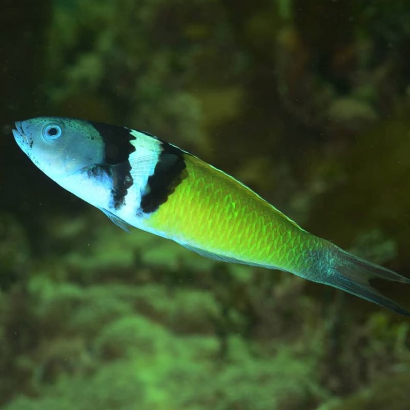 Bluehead Wrasse